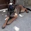 RITA, Pastor Belga Malinois