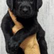 Figo, Labrador Retriever