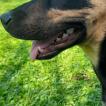 Marlon, Beauceron