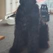 Echo, Schnauzer Gigante
