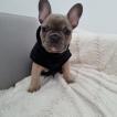 Scott, Bouledogue Français