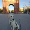 Leo, Labrador Retriever