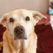 Teddy Jr, Labrador Retriever