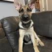 Lou, Perro Pastor Alemán