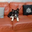 Iris, Otros perros
