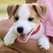 Bublik, Parson Jack Russell Terrier (De Pelaje Corto - Suave)