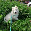 Luna, Samoyedo