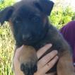 Sisko, Berger Malinois