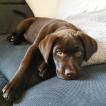 Ulysse, Labrador Retriever