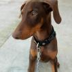 Anubis, Dobermann