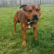 Rossi, Staffordshire Bull Terrier