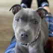 Sirius, Staffordshire Bull Terrier