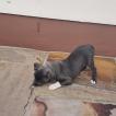 Sox, Staffordshire Bull Terrier