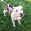 Angel, American Staffordshire Terrier