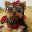 Lizzie, Yorkshire Terrier