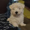Amy, West highland white terrier