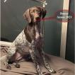 Pin-up, French Shorthaired Pointer