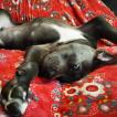 Sir Madness, Cane Corso
