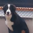 Nolan, Boyero De Berna