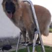 Ska, Belgian Shepherd Dog