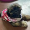 Minnie, Shih Tzu