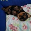 Luky, Yorkshire Terrier