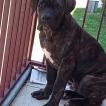 Tifon, Cane Corso
