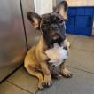 Marius, Bulldog Francés