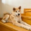 Keiko