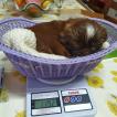 Manisha, Shih Tzu