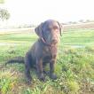 Shiva, Labrador