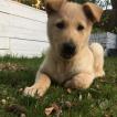 Soazic, Autres Chiens