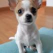 Boby - O retorno, Chihuahua langhaariger Schlag