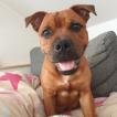 Draco, Staffordshire Bull Terrier