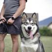 shadow, Malamute