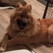 stella blue, Eurasier