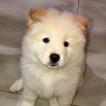 Morita, Chow Chow