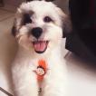 Theo, Lhassa Apso