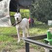 Oreo, Staffordshire Bull Terrier