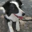 Duke, Border Collie