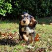 Sirius, Cocker Spaniel