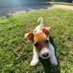 Yoshi, Jack Russell Terrier