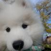 Stout, Samoyede