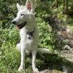 Sol, Berger Blanc Suisse