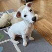 Joschi, Parson Jack Russell Terrier (De Pelaje Corto - Suave)