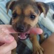 Mel, Pinscher (Alemán)