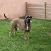 Paco, Cane Corso