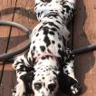 Stella, Dalmatien