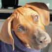 Vegas, Rhodesian Ridgeback