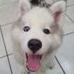 Kyra, Husky Siberiano